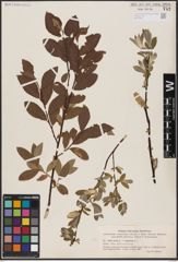 Foto von Salix aurita L. x Salix lapponum L.